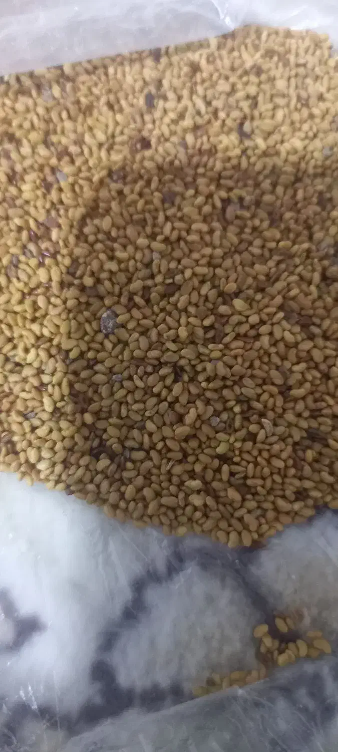 فروش بذریونجه اصل همدان|عمدهفروشی|قشلاق دشت, |دیوار