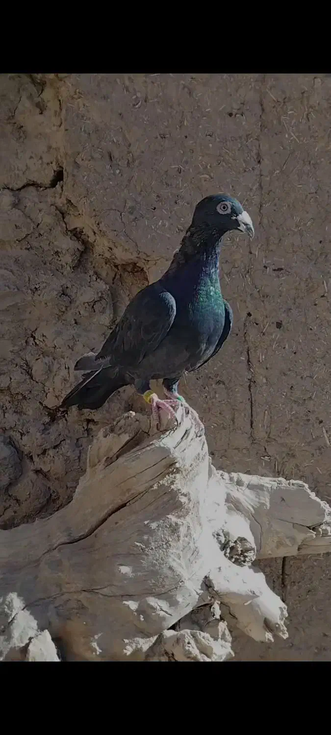 زاغ|پرنده|شاهرود, |دیوار