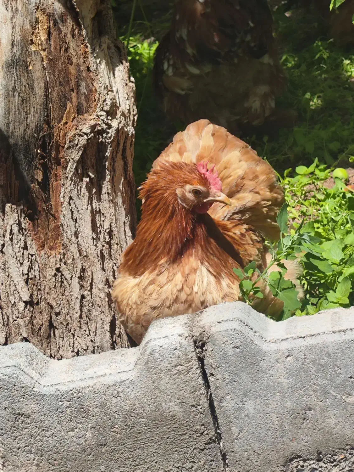 جوجه کوشین از بهترین نژاد|حیوانات مزرعه|تربت جام, فاز ۱ فرهنگیان|دیوار