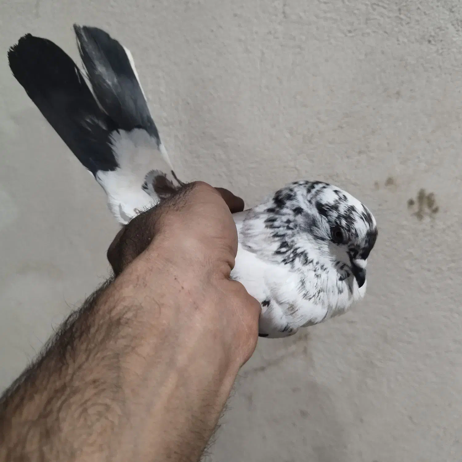 کبوتر|پرنده|هشتگرد, تهران دشت|دیوار