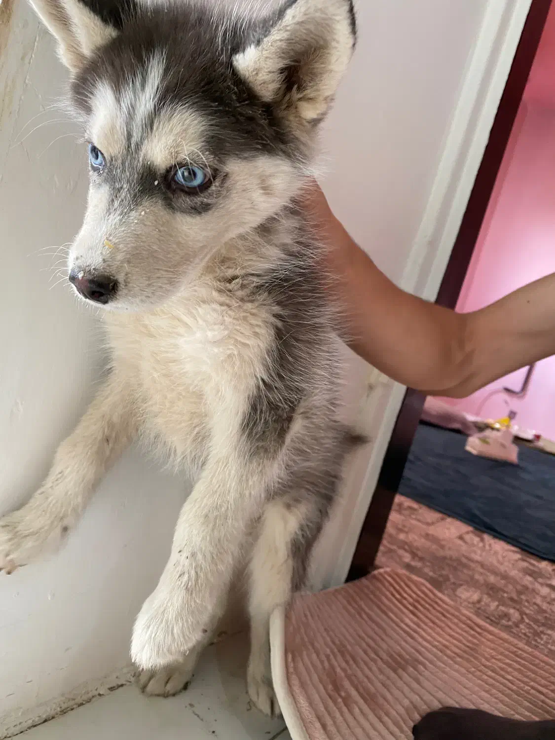 توله سگ|سگ|مشهد, استاد یوسفی (شهرک غرب)|دیوار