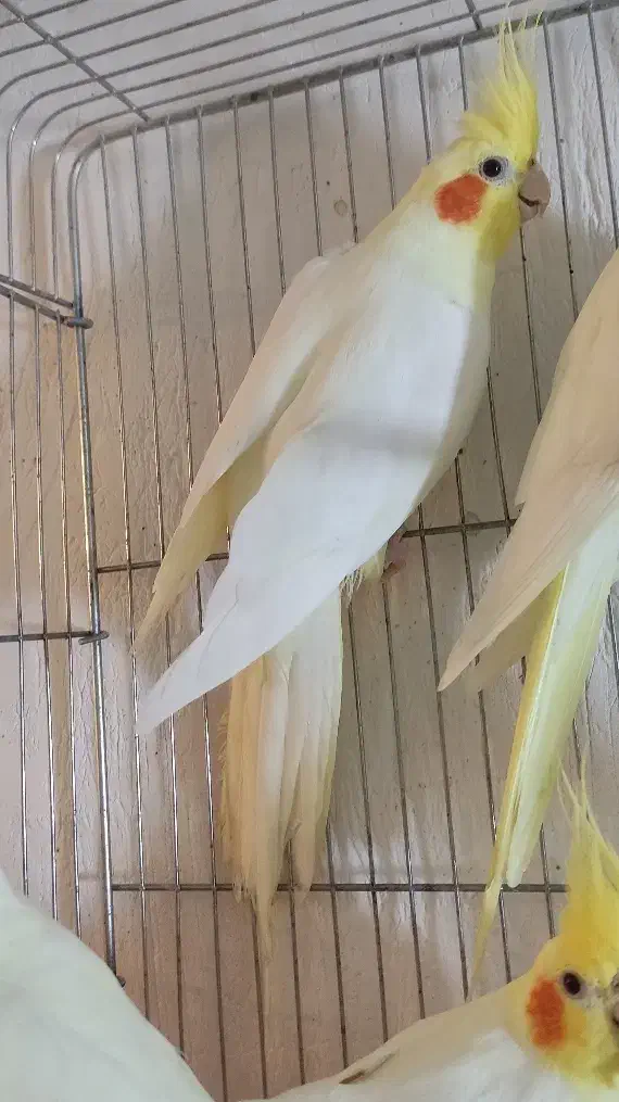 لوتینو زعفرونی تاج بلند با کیفیت جفتی و تکی|پرنده|شاهینشهر, فیض|دیوار