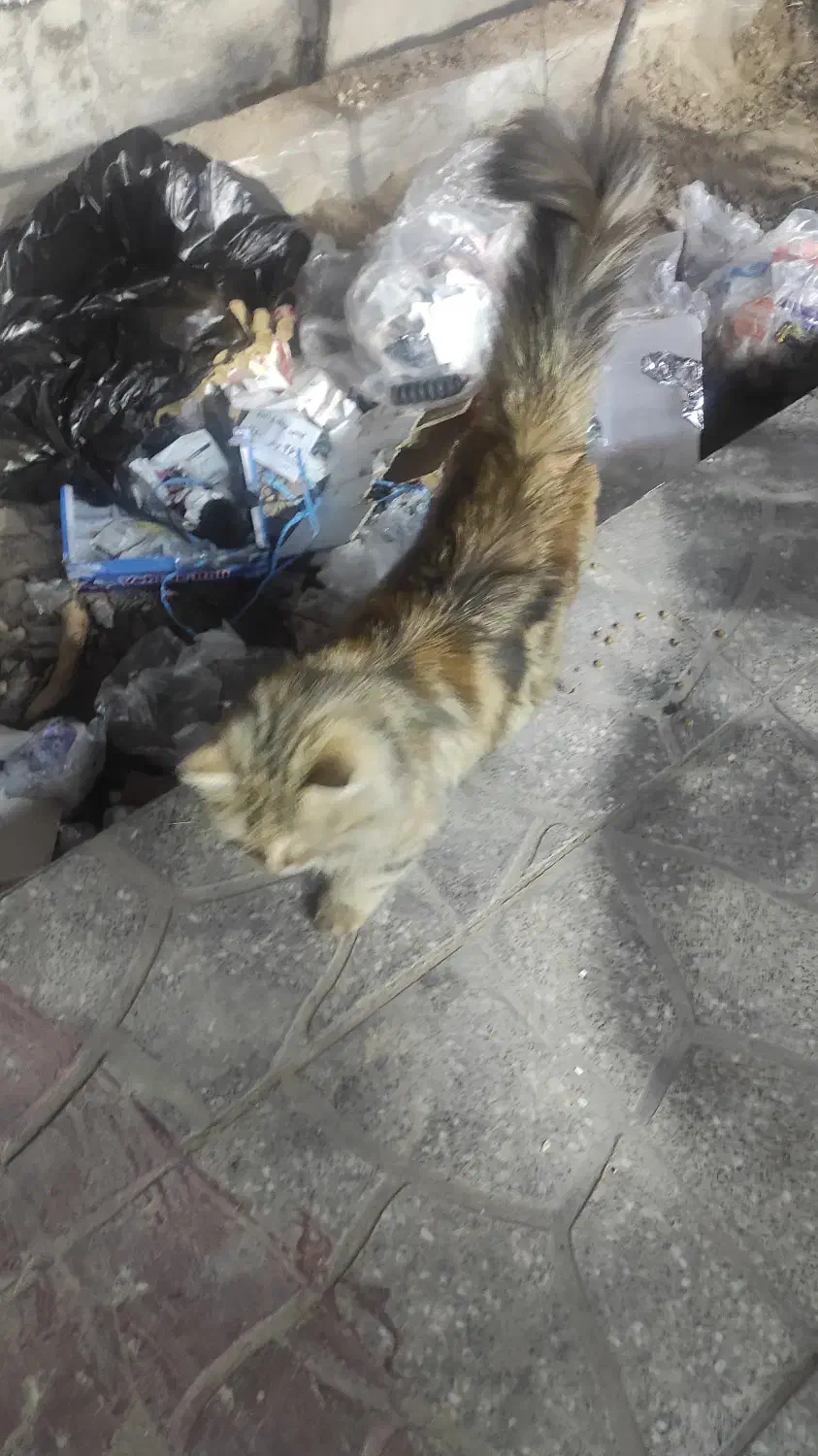 گربه گمشده|حیوانات|یزد, |دیوار