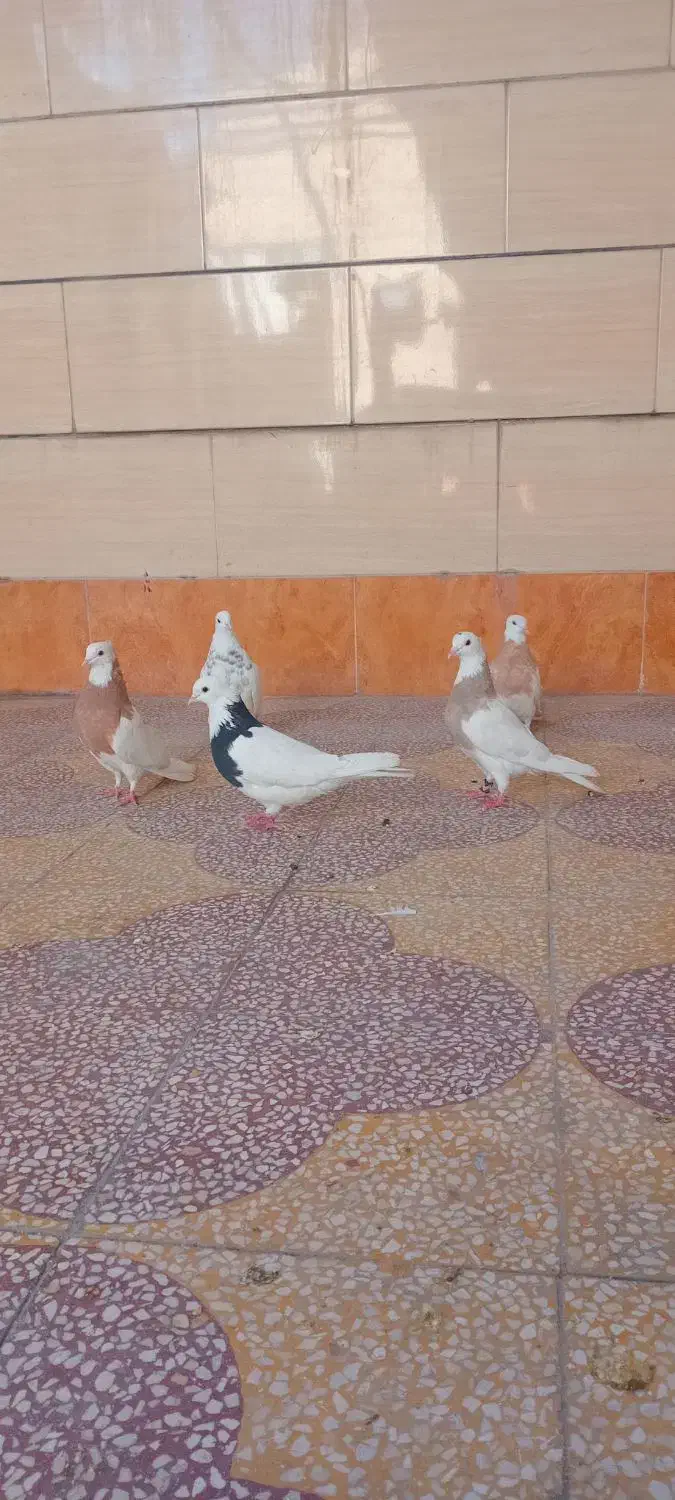 کبوتر طوقی|پرنده|بهبهان, |دیوار