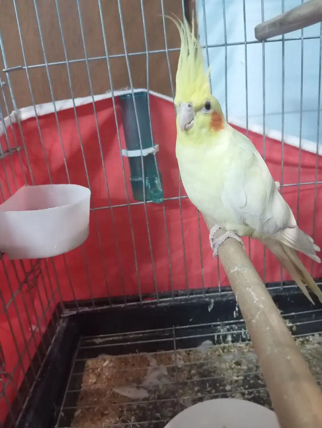 عروس لوتینو دستی|پرنده|نی‌ریز, |دیوار