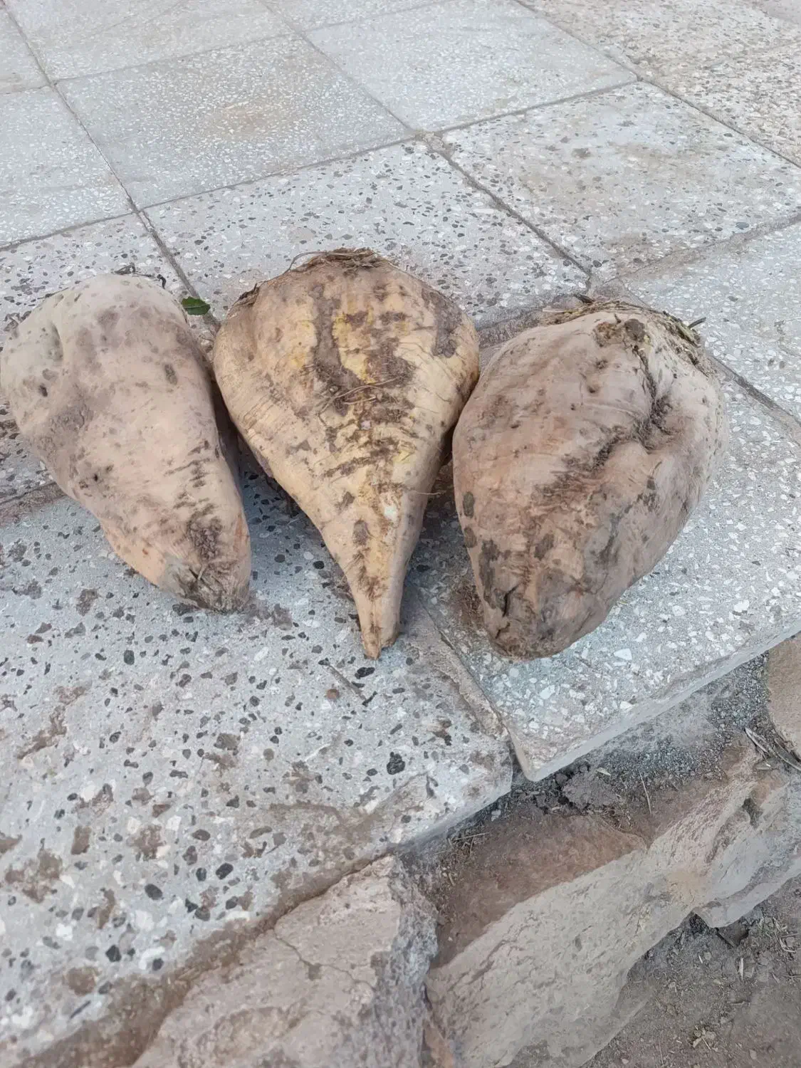 چقندر قند و تنبل|خوردنی و آشامیدنی|عطاملک, |دیوار