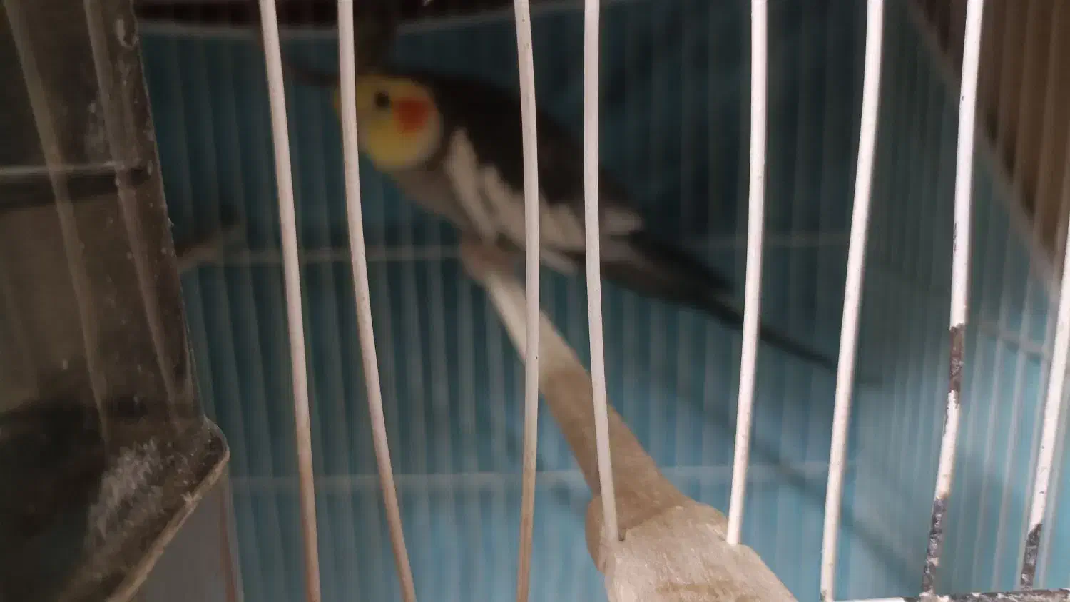 عروس هلندی نر سرمست با قفس و لونه و....|پرنده|مشهد, استاد یوسفی (شهرک غرب)|دیوار