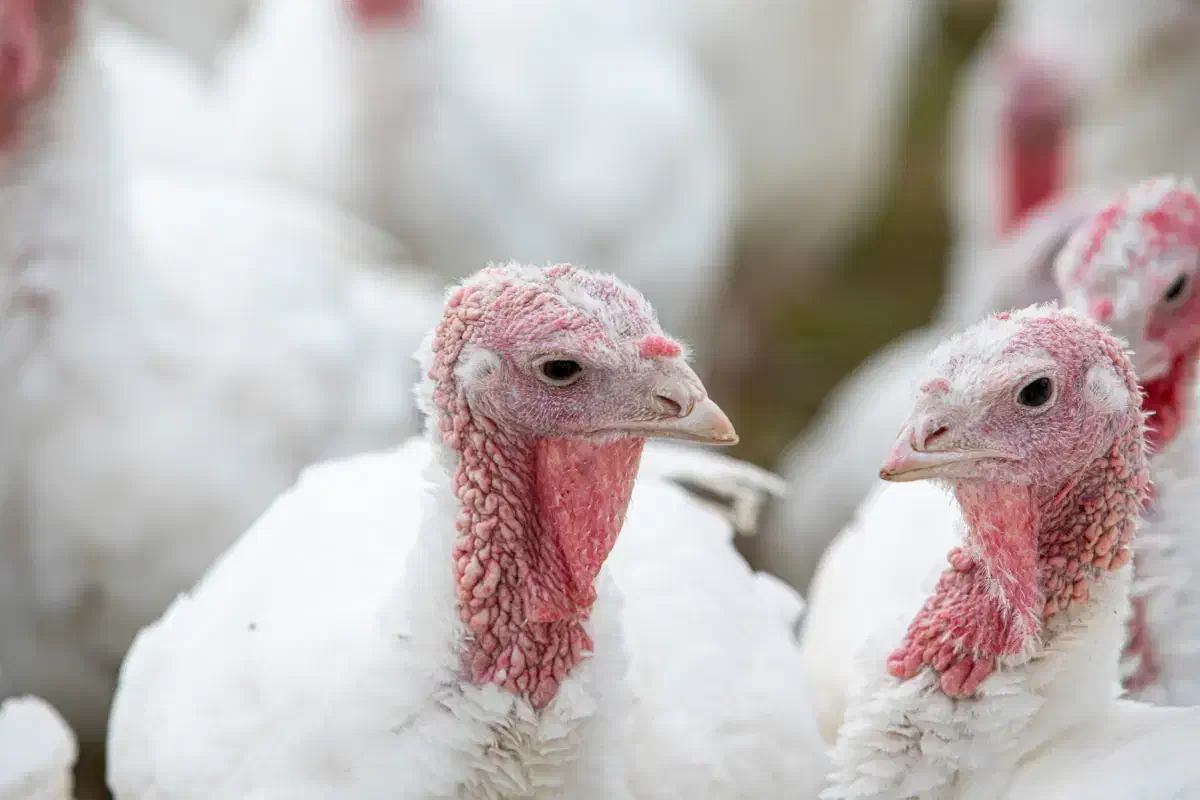 فروش ویژه بوقلمون گوشتی بیوتی|حیوانات مزرعه|بیرجند, |دیوار