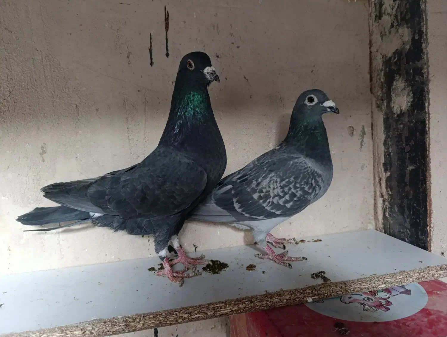 کبوتر|پرنده|مشهد, شفا|دیوار