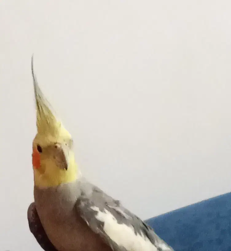 پرنده|پرنده|اقبالیه, |دیوار