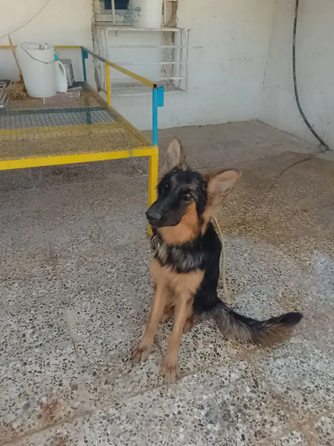 توله ژرمن ماده|سگ|اهواز, کوی سعدی|دیوار