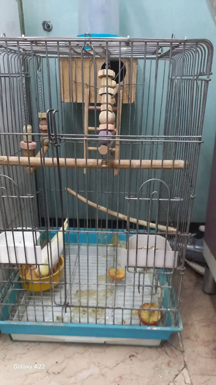 عروس هلندی نر ماده با قفس و لونه چوبی همه چی کامل|پرنده|تهران, باشگاه نفت|دیوار