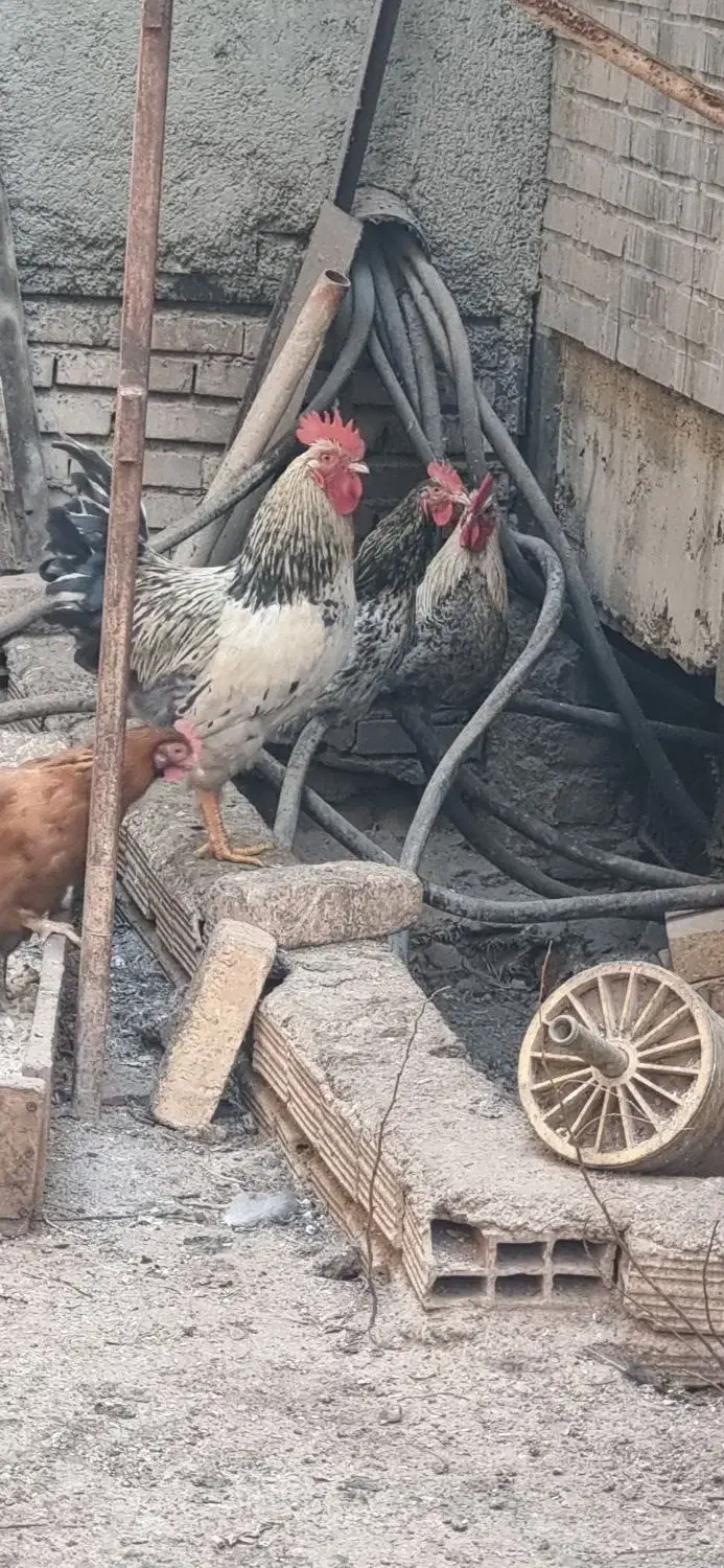 خروس|حیوانات مزرعه|رباطکریم, شهرک صنعتی نصیرآباد|دیوار