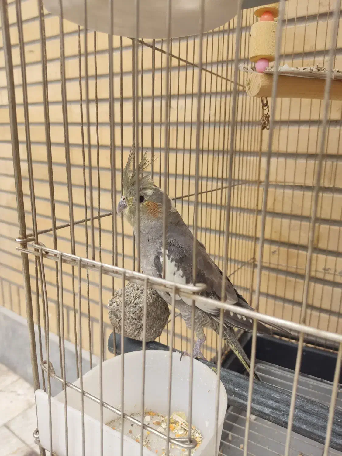 عروس هلندی|پرنده|قم, انصار‌الحسین|دیوار