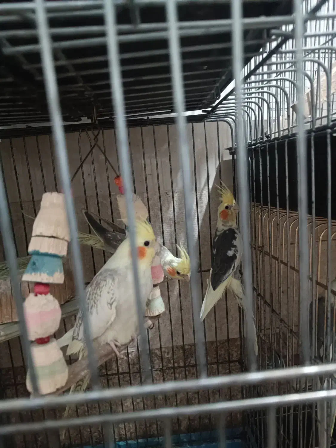 پرنده عروس هلندی طوطی مرغ عشق|پرنده|مشکیندشت, |دیوار