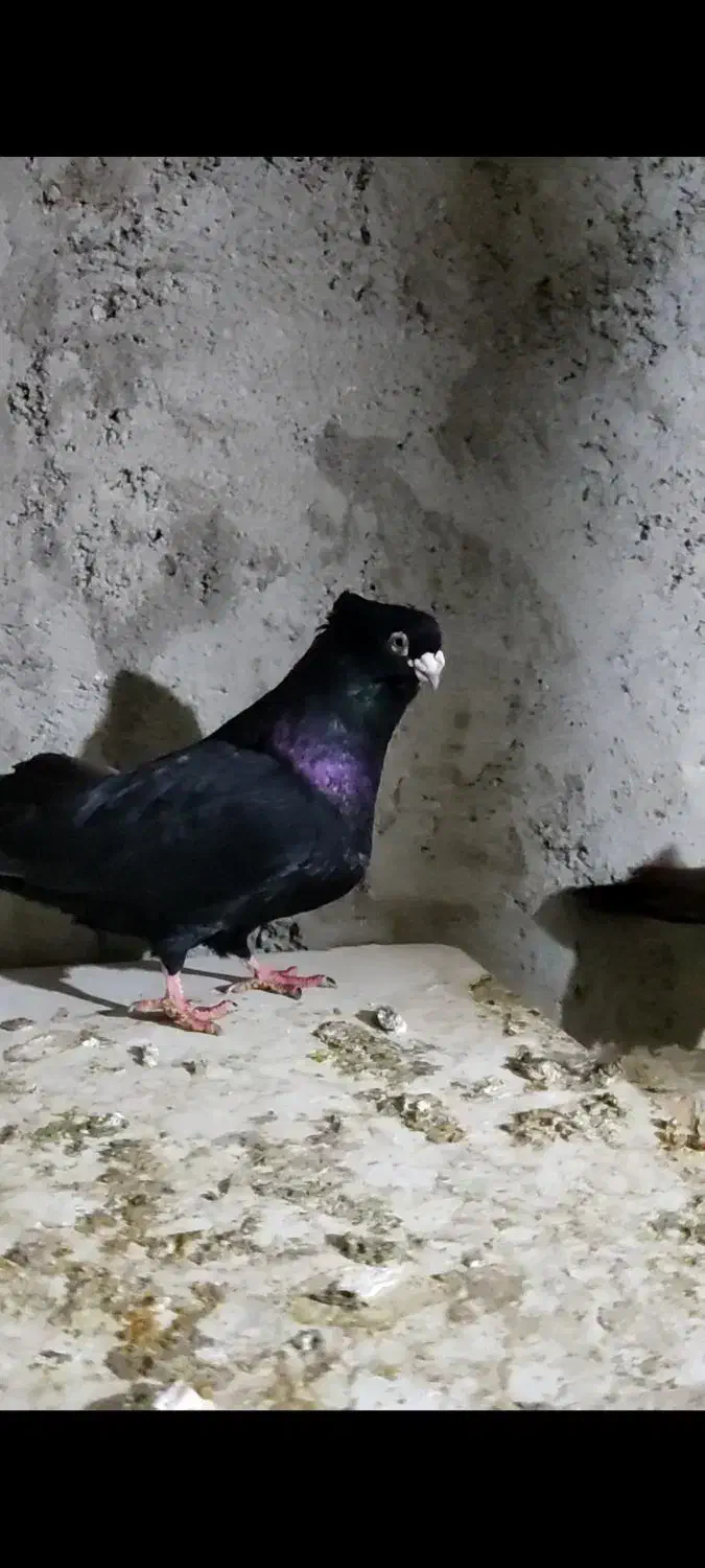 صرب|پرنده|مسجد سلیمان, |دیوار