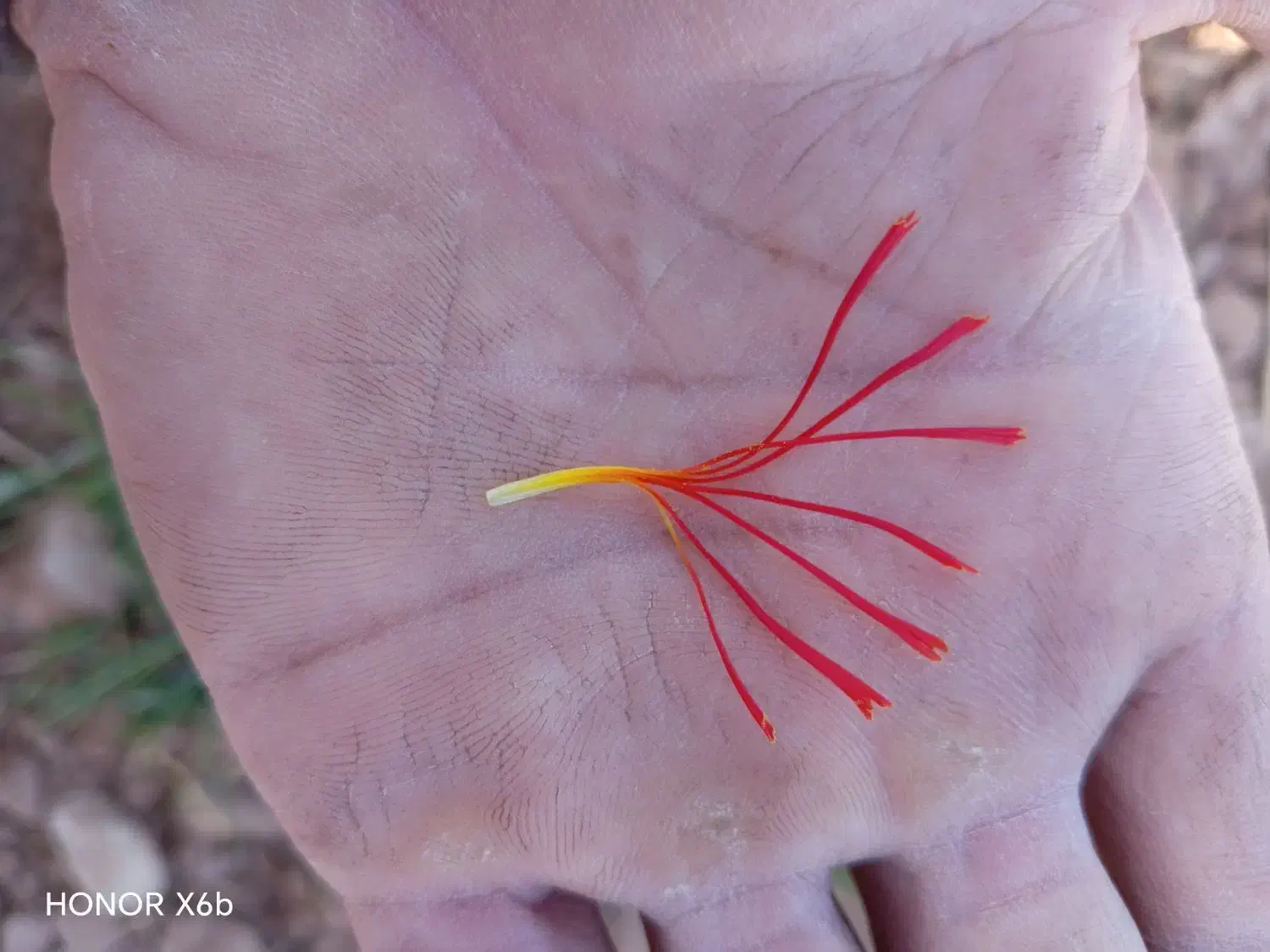 فروش زعفران مستقیم از کشاورز|گل و گیاه طبیعی|سلامی, |دیوار