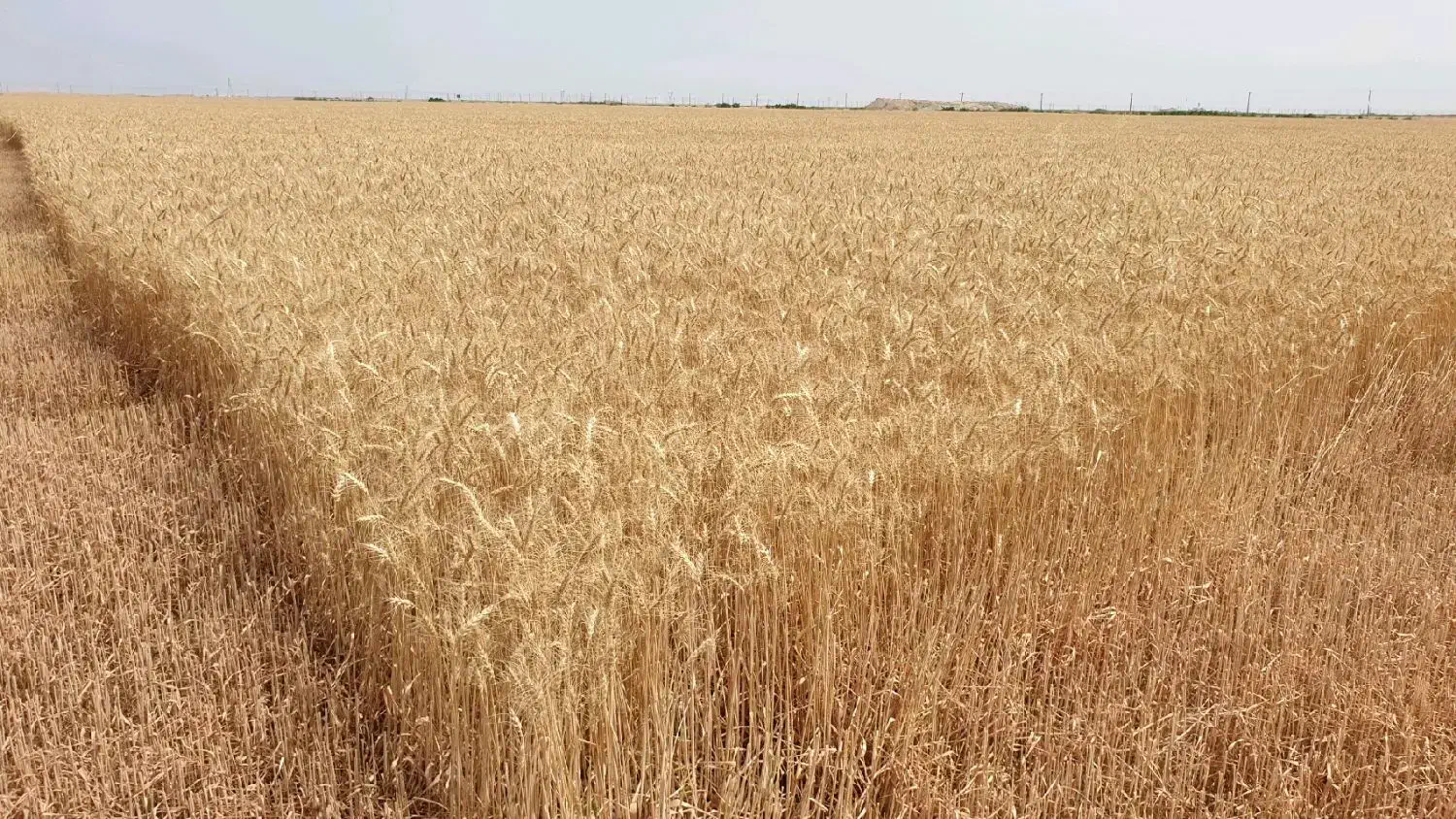 زمین کشاورزی|فروش زمین و ملک کلنگی|سلطانیه, |دیوار