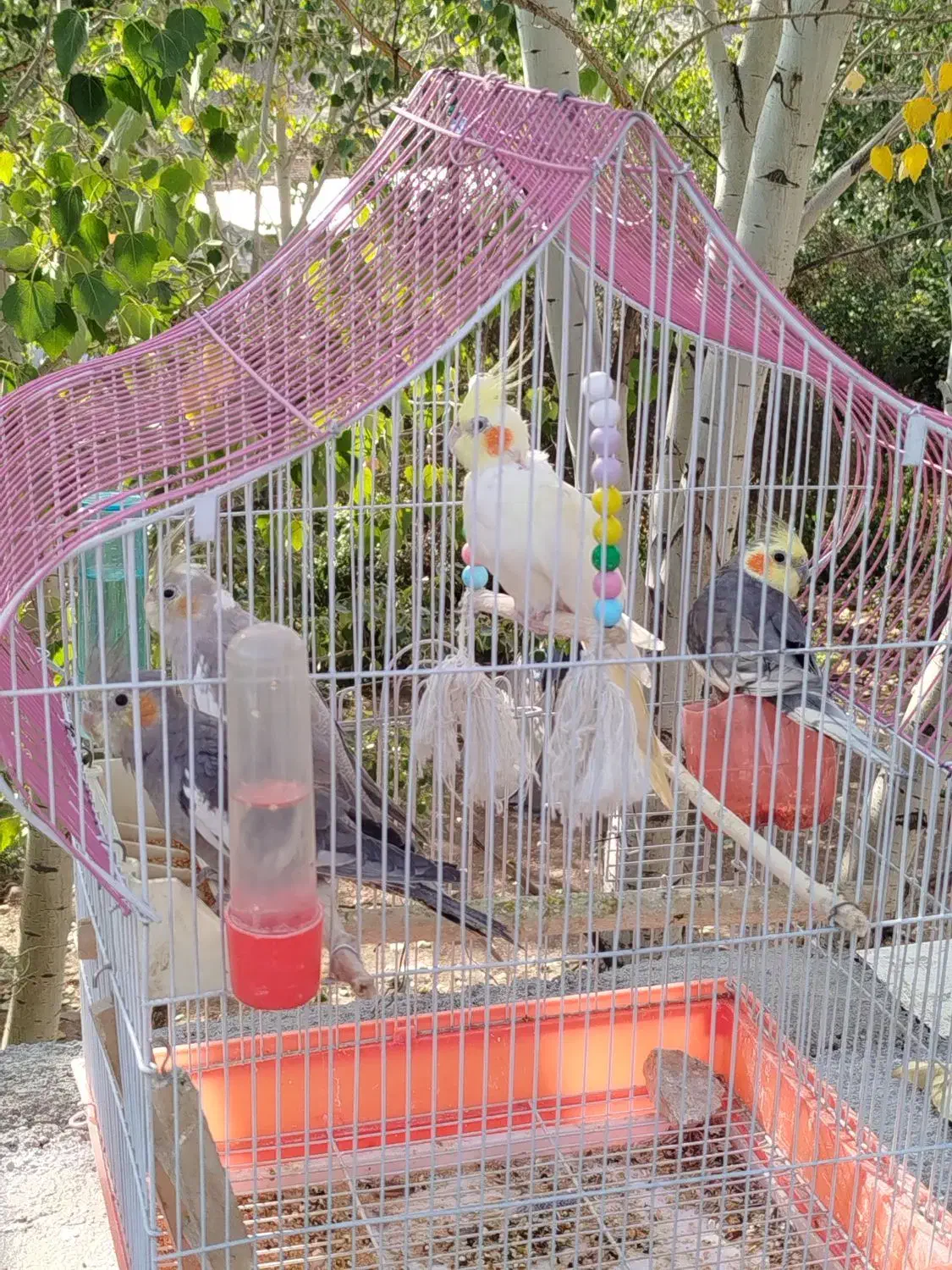 عروس هلندی|پرنده|بومهن, |دیوار