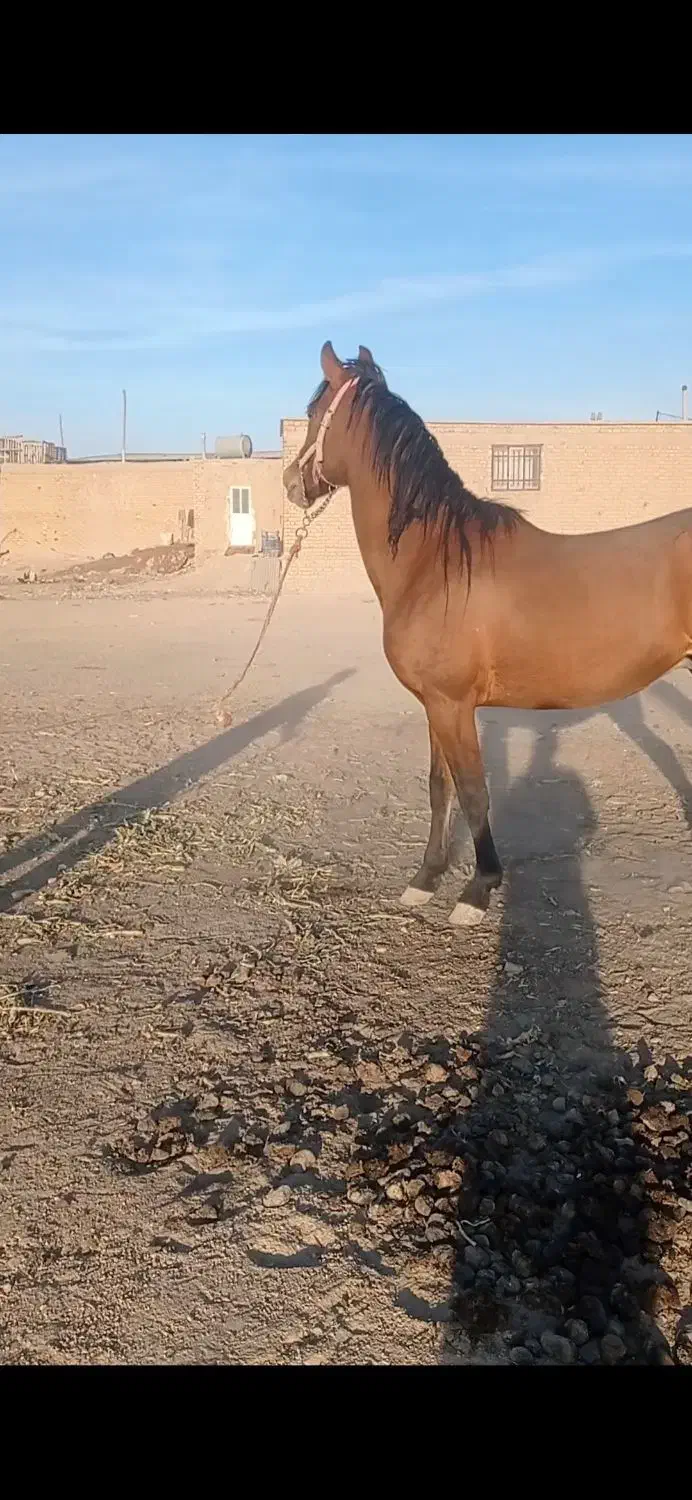 اسب|اسب و تجهیزات اسب‌سواری|مرودشت, رودبال|دیوار