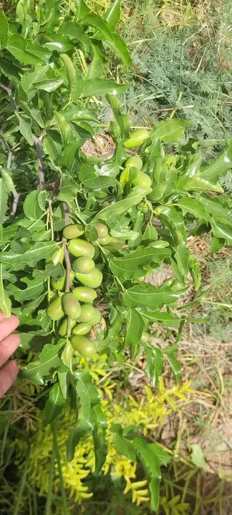 نهال عناب ارمنی،گلابی پیوندی ۲ ساله|حراج|بیرجند, |دیوار