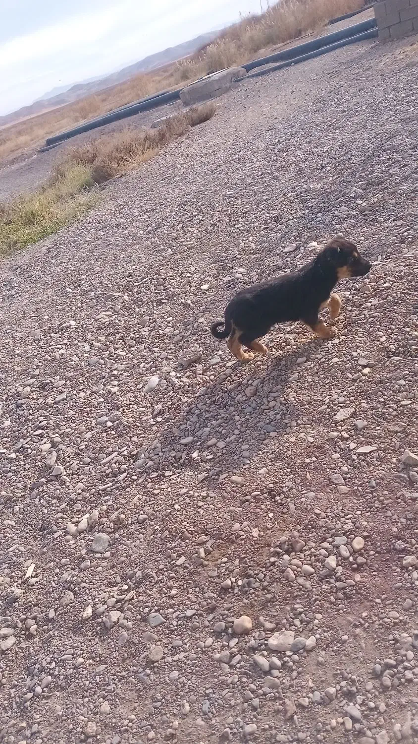 سگ خوب|سگ|حلب, |دیوار