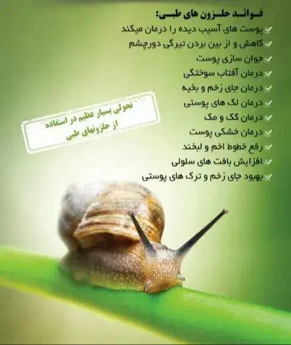 حلزون مولد تخم گذار و بچه حلزون|خزنده|بم, |دیوار