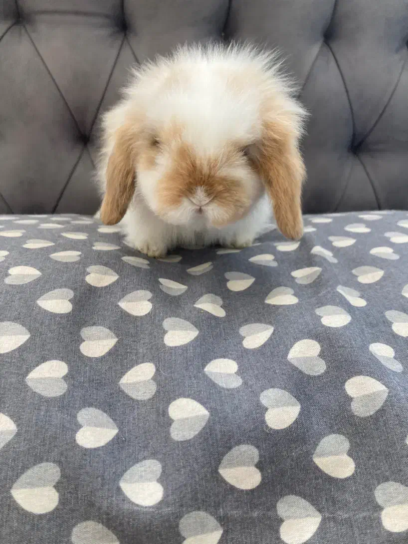 واگذاری رایگان خرگوش لوپ|موش و خرگوش|اصفهان, آبشار|دیوار