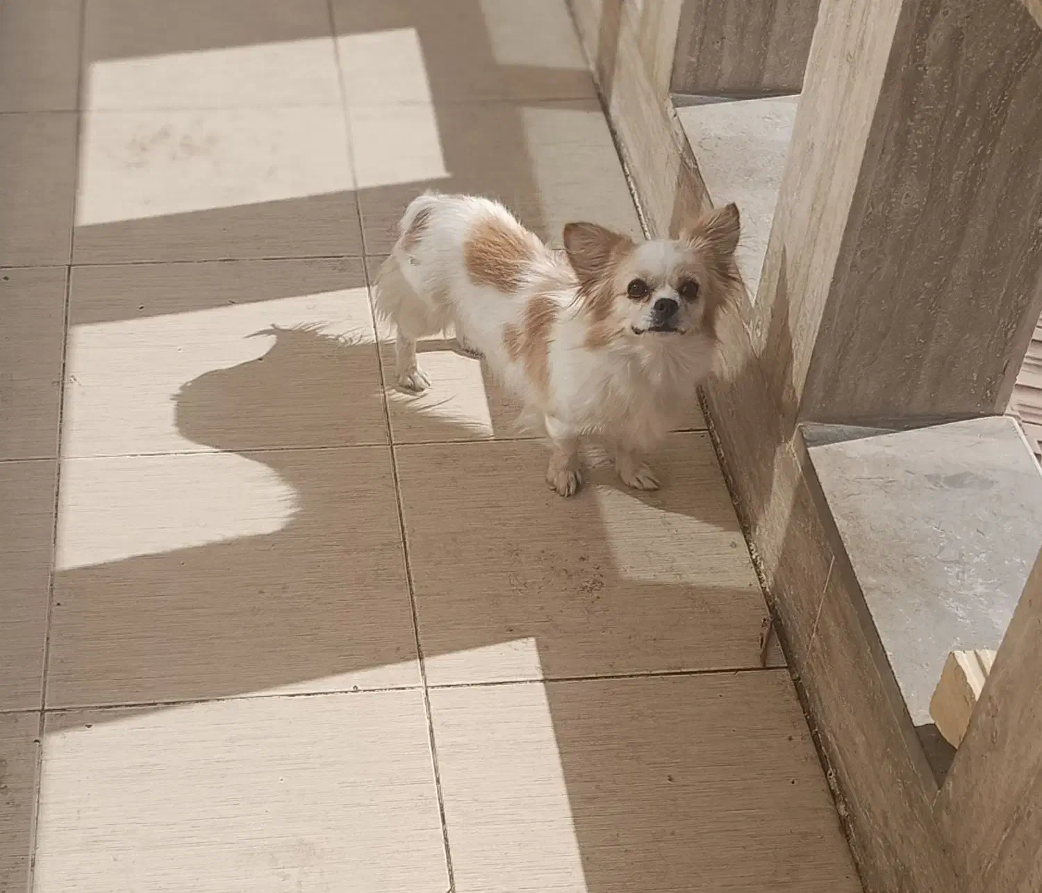 فروش سگ|سگ|سیدان, |دیوار