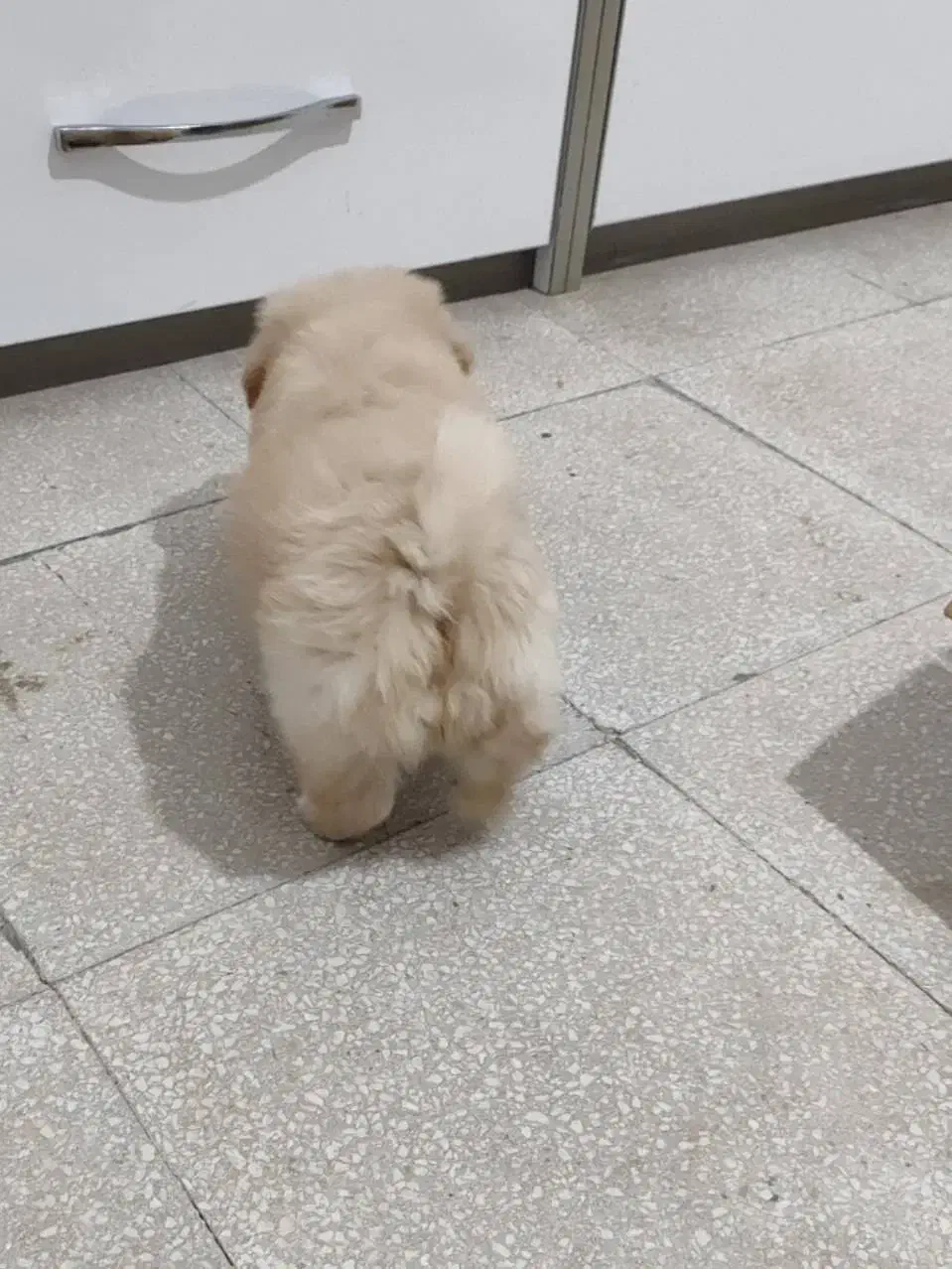 سگ مالتیپو نر|سگ|قم, امامزاده ابراهیم|دیوار