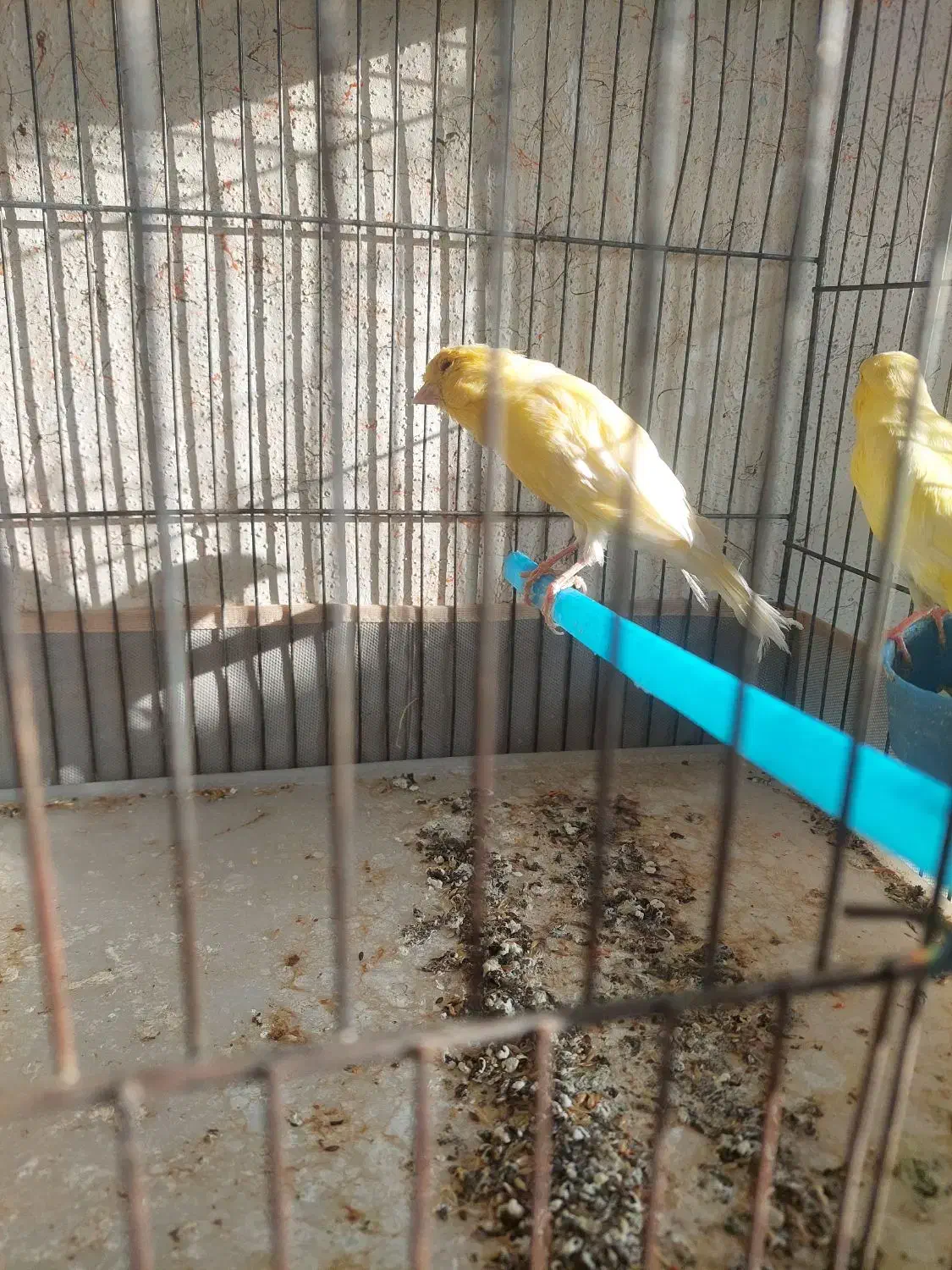 قناری ماده|پرنده|مرودشت, ابوذر شمالی‎|دیوار