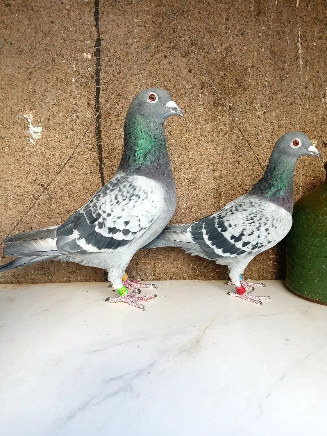 کبوتر پلاکی مسافت بلند|پرنده|قم, پامنار|دیوار