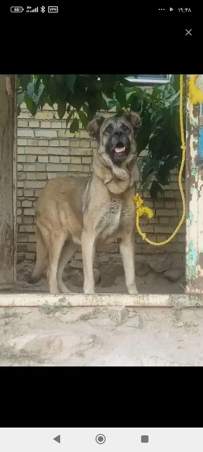 سگ سرابی ماده|سگ|زنجان, |دیوار