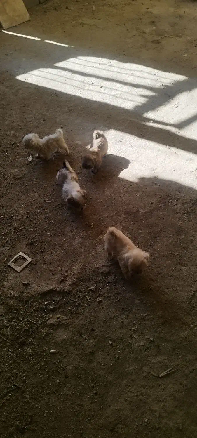 توله سگ|سگ|شوشتر, |دیوار