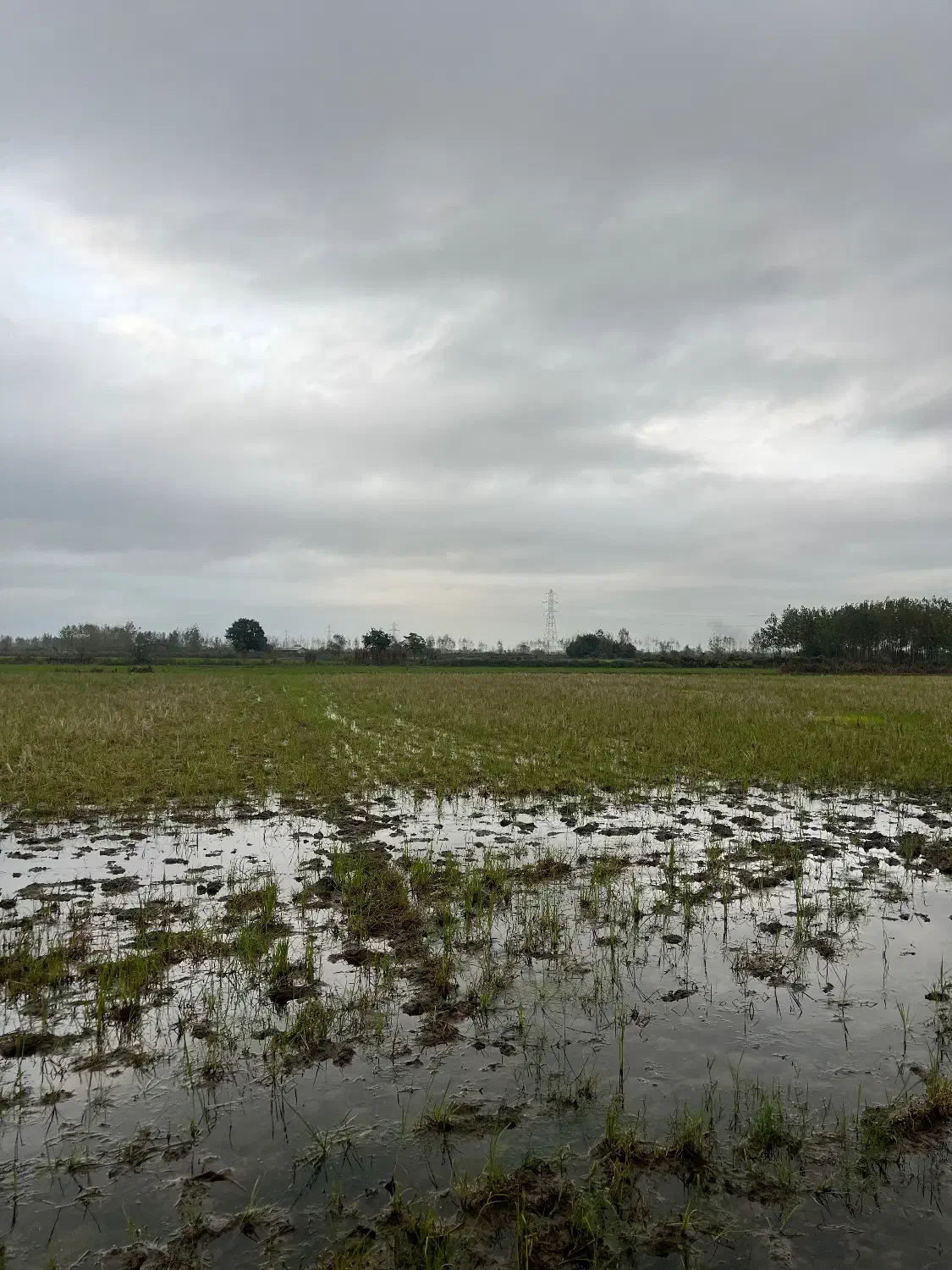 شالیزاری که بوی پول می‌دهد نه برنج|فروش زمین و ملک کلنگی|آستارا, |دیوار