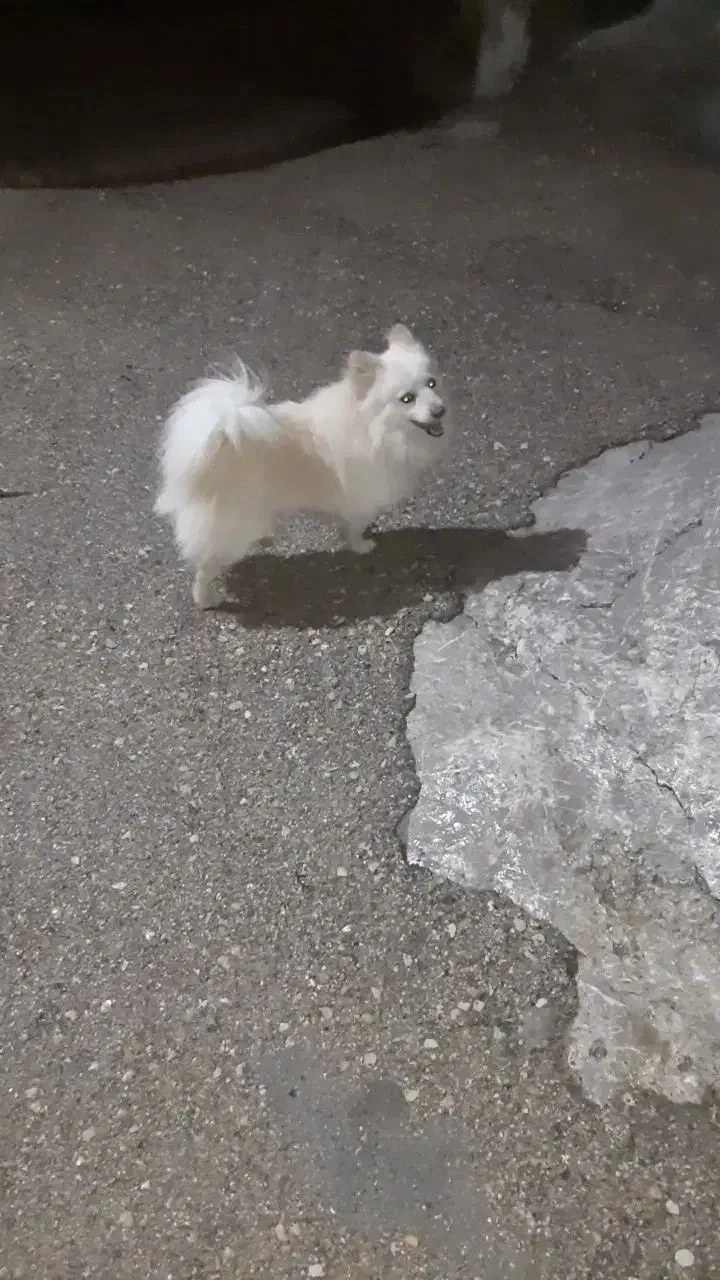 سگ پامر نر|سگ|اصفهان, جلفا|دیوار