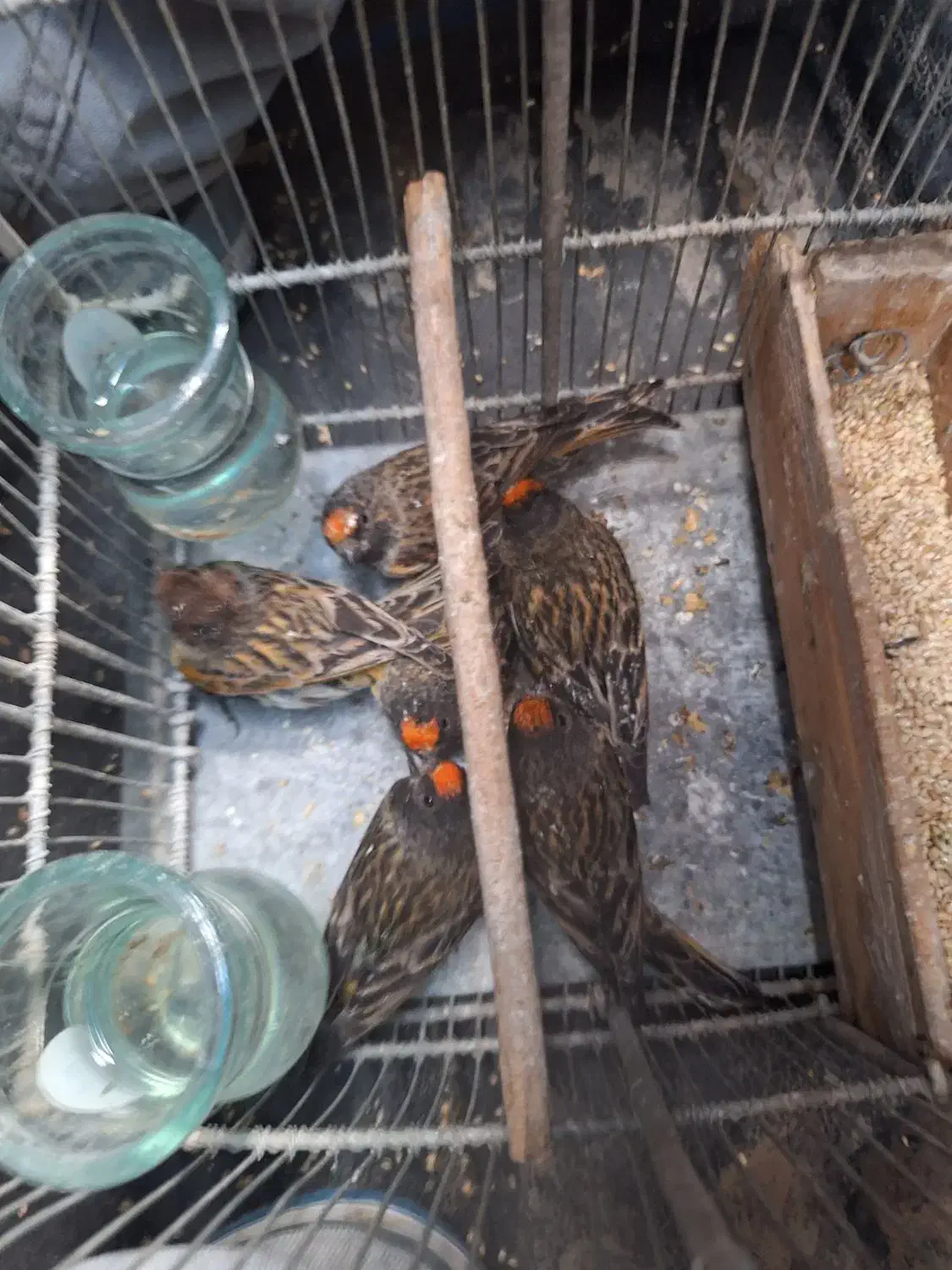 گلبسر|پرنده|اراک, |دیوار