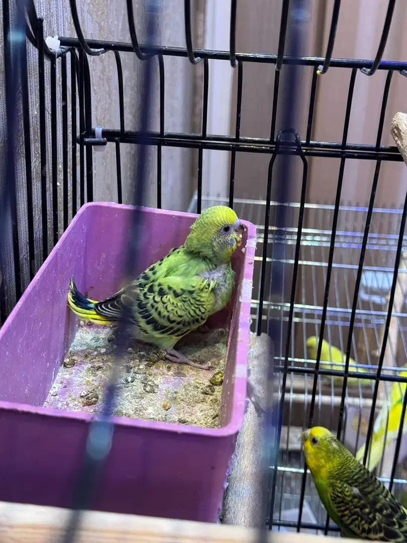 مرغ عشق مولد با جوجه|پرنده|رشت, شالکو|دیوار