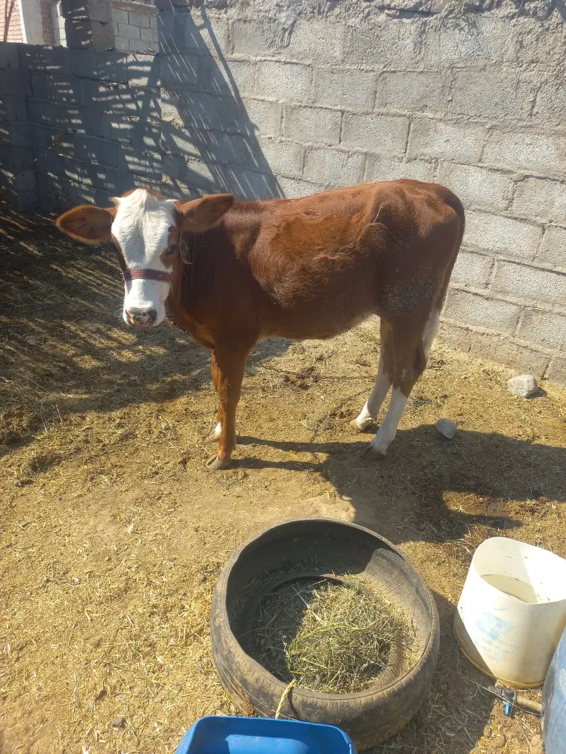 گوساله ماده سمینتال فاریاب|حیوانات مزرعه|فاریاب, |دیوار