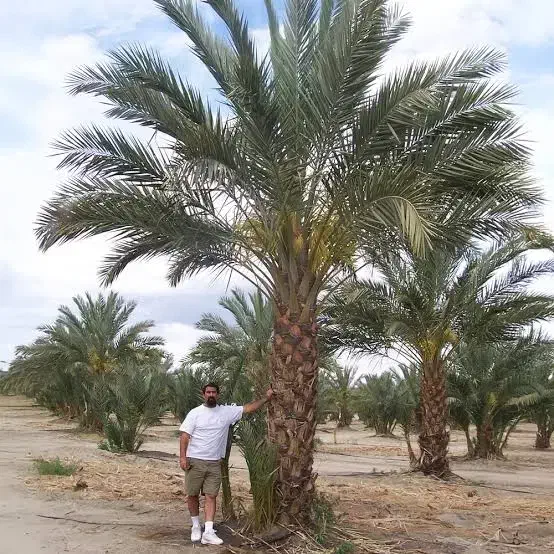 نخل تنه دار اردنی طلایی در سایزهای مختلف|خدمات باغبانی و درختکاری|سمنان, |دیوار