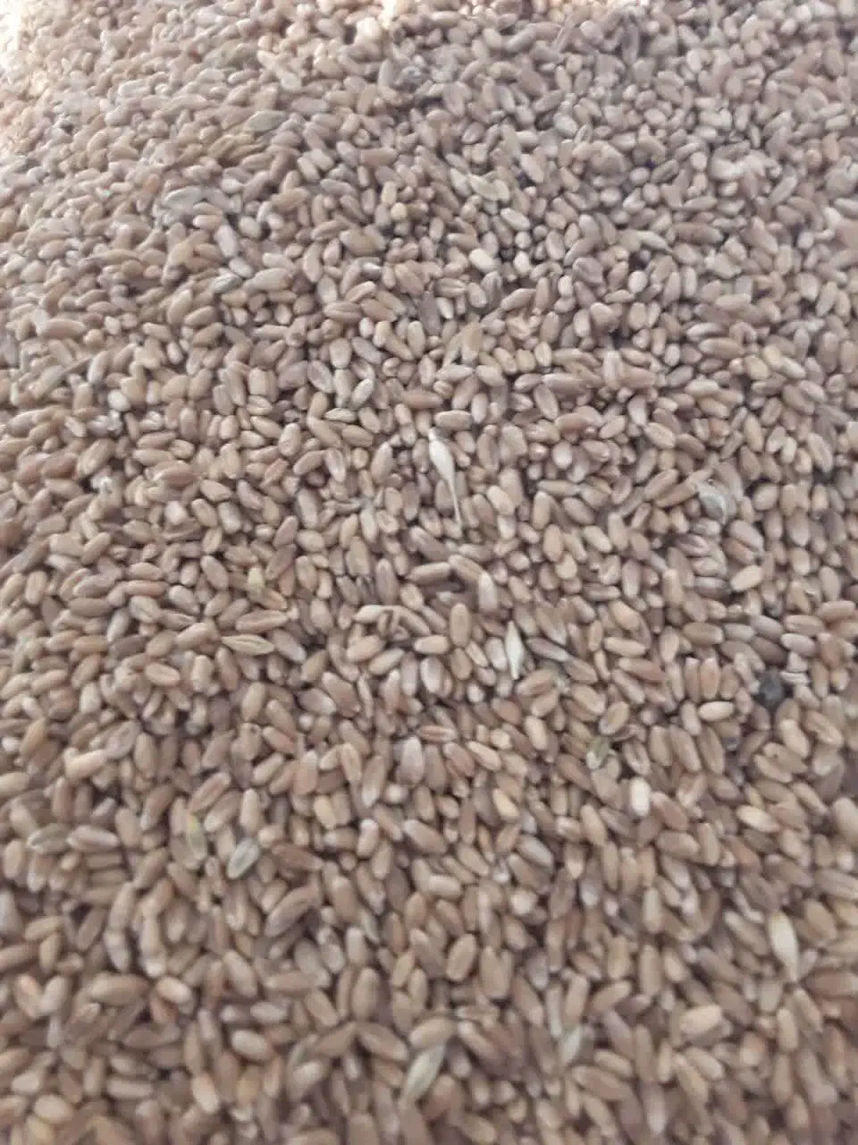 گندم|عمدهفروشی|گرگان, |دیوار