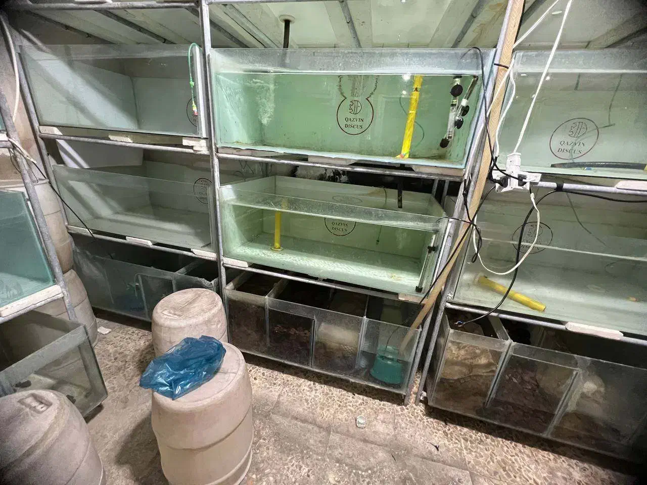 لوازم سالن ماهی زینتی|ماهی|سلماس, |دیوار