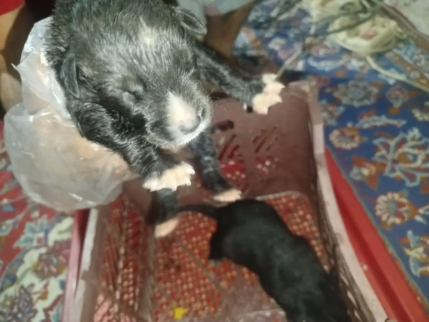 واگذاری توله نژاد دار|سگ|ساوه, |دیوار