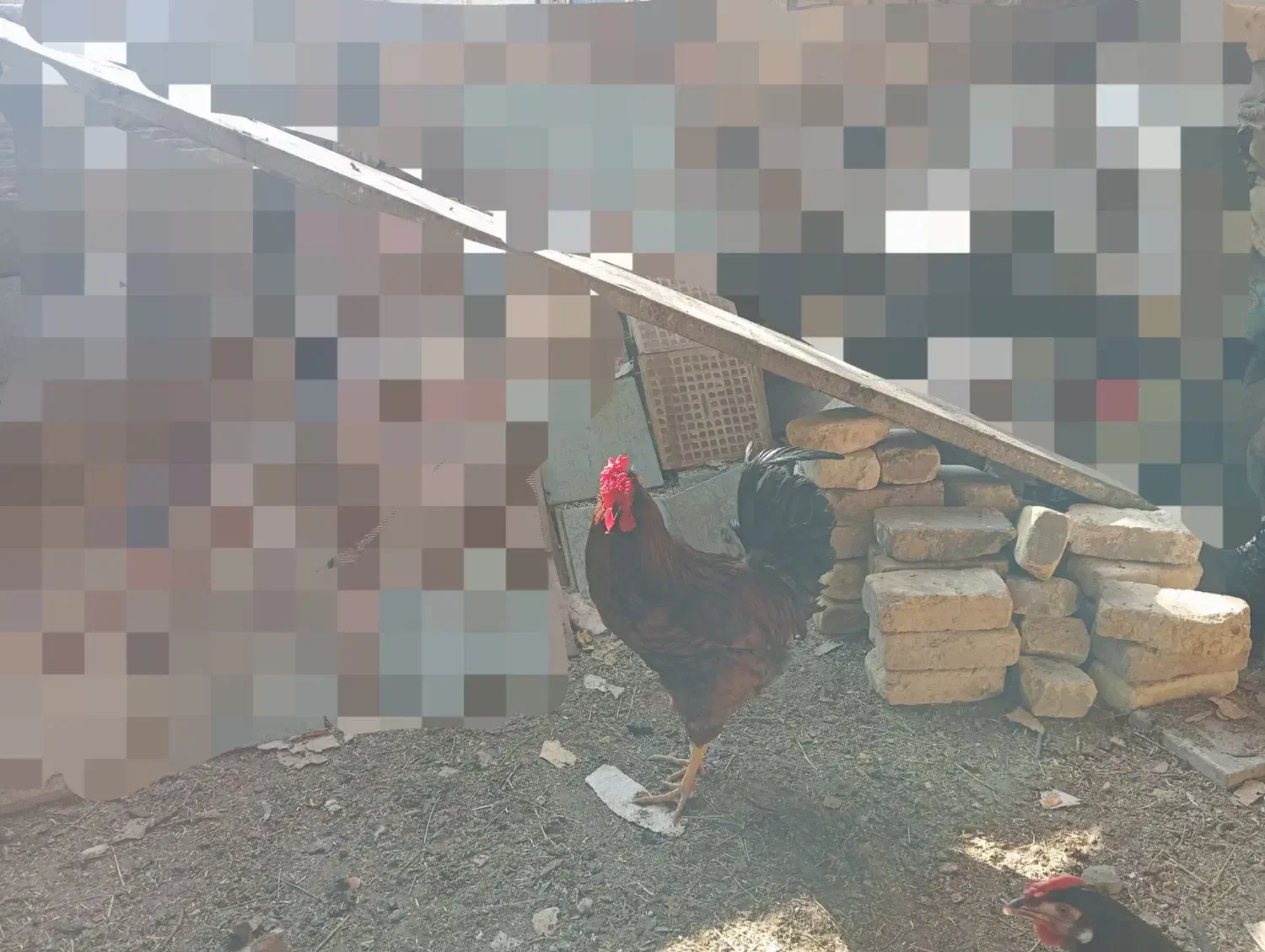 خروس گلین|حیوانات مزرعه|یزد, |دیوار