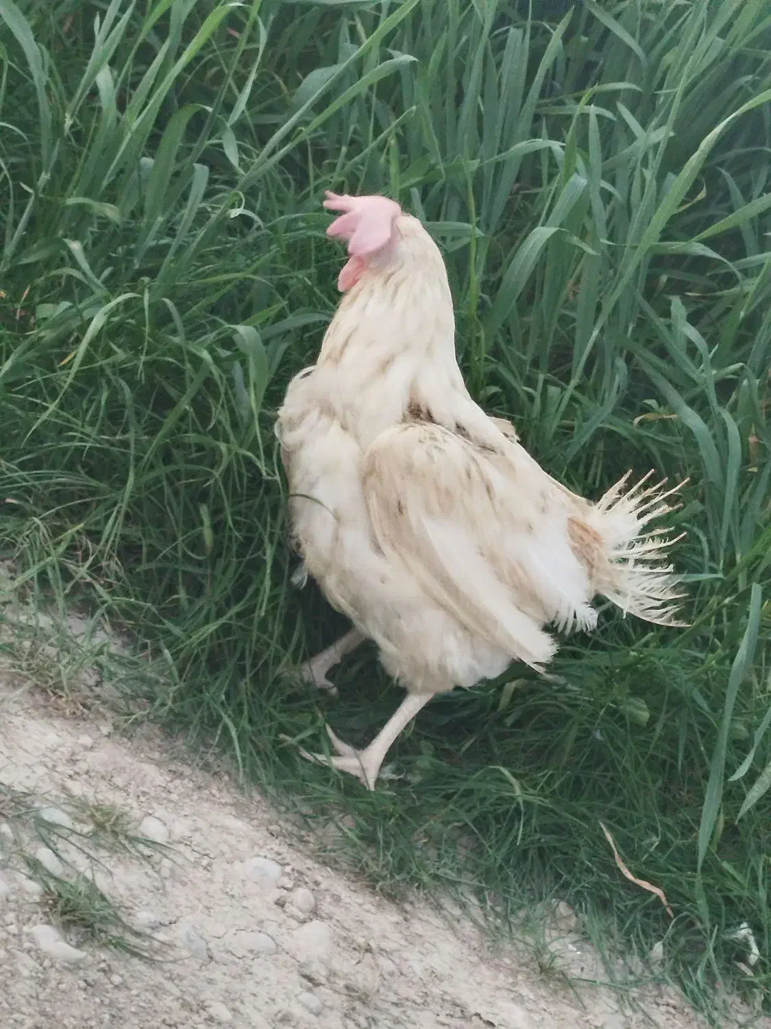 مرغ سفید|حیوانات مزرعه|دهدشت, |دیوار