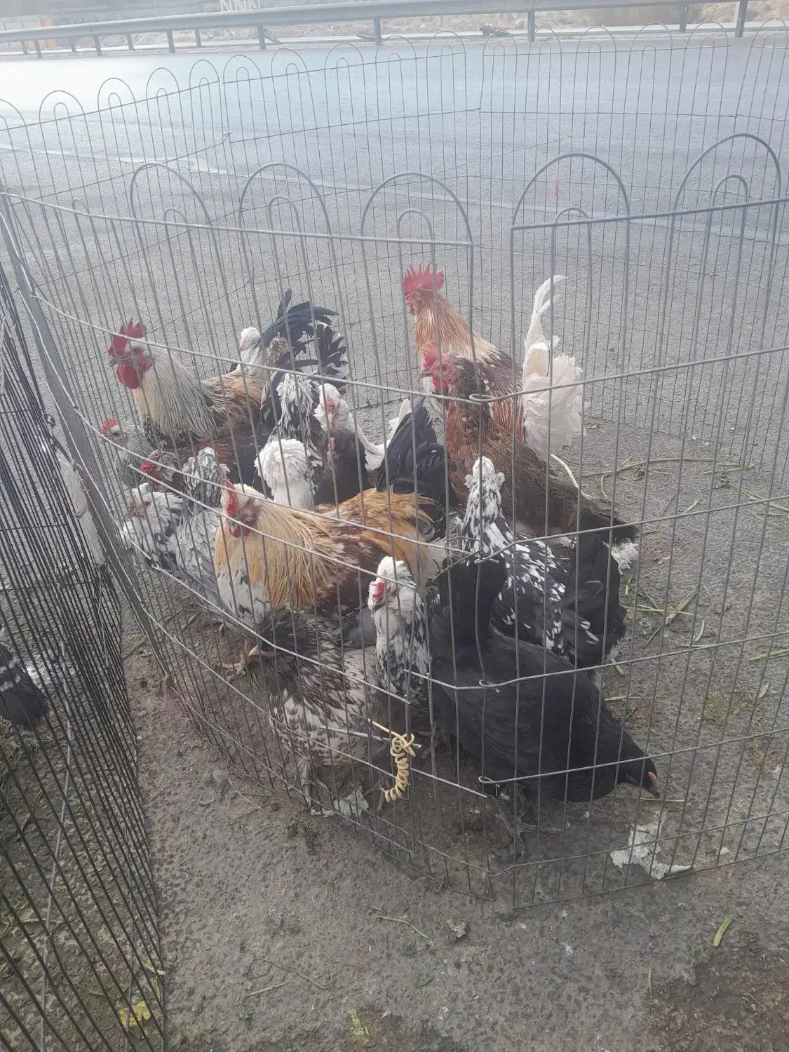 مرغ وخروس محلی اصل بوقلمون|حیوانات مزرعه|شیراز, قلات|دیوار