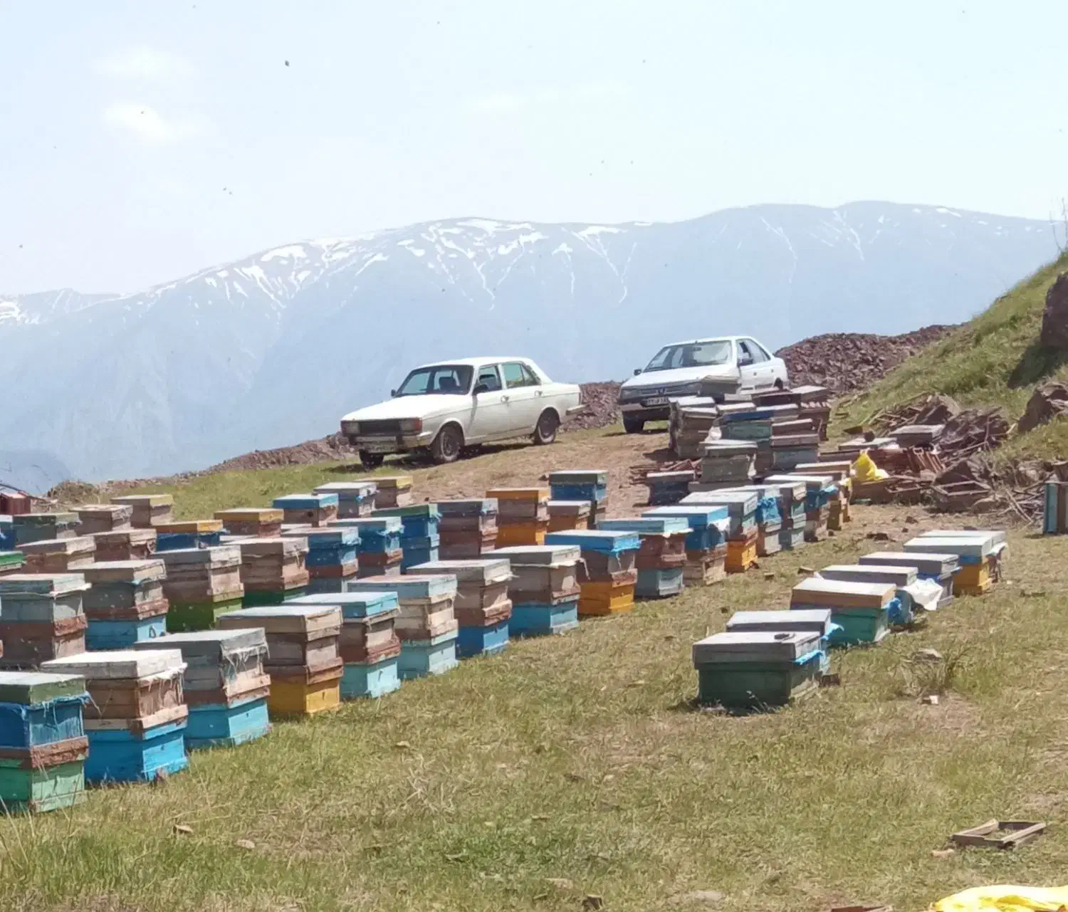 عسل دارویی برای درمان|خوردنی و آشامیدنی|ری, بیبی شهر بانو|دیوار