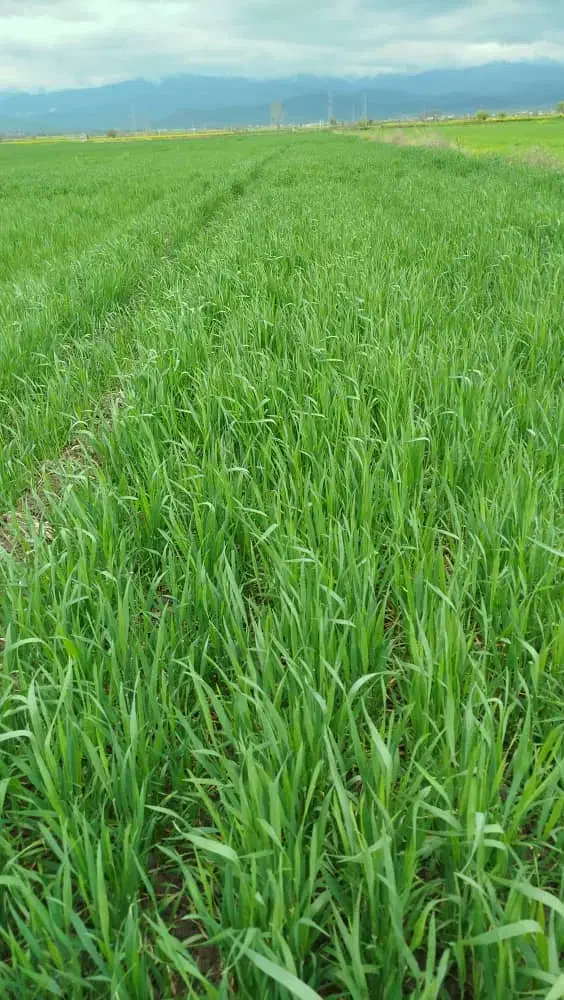 اجاره زمین کشاورزی 3هکتار|اجارهٔ دفتر صنعتی، کشاورزی، تجاری|سرخنکلاته, |دیوار