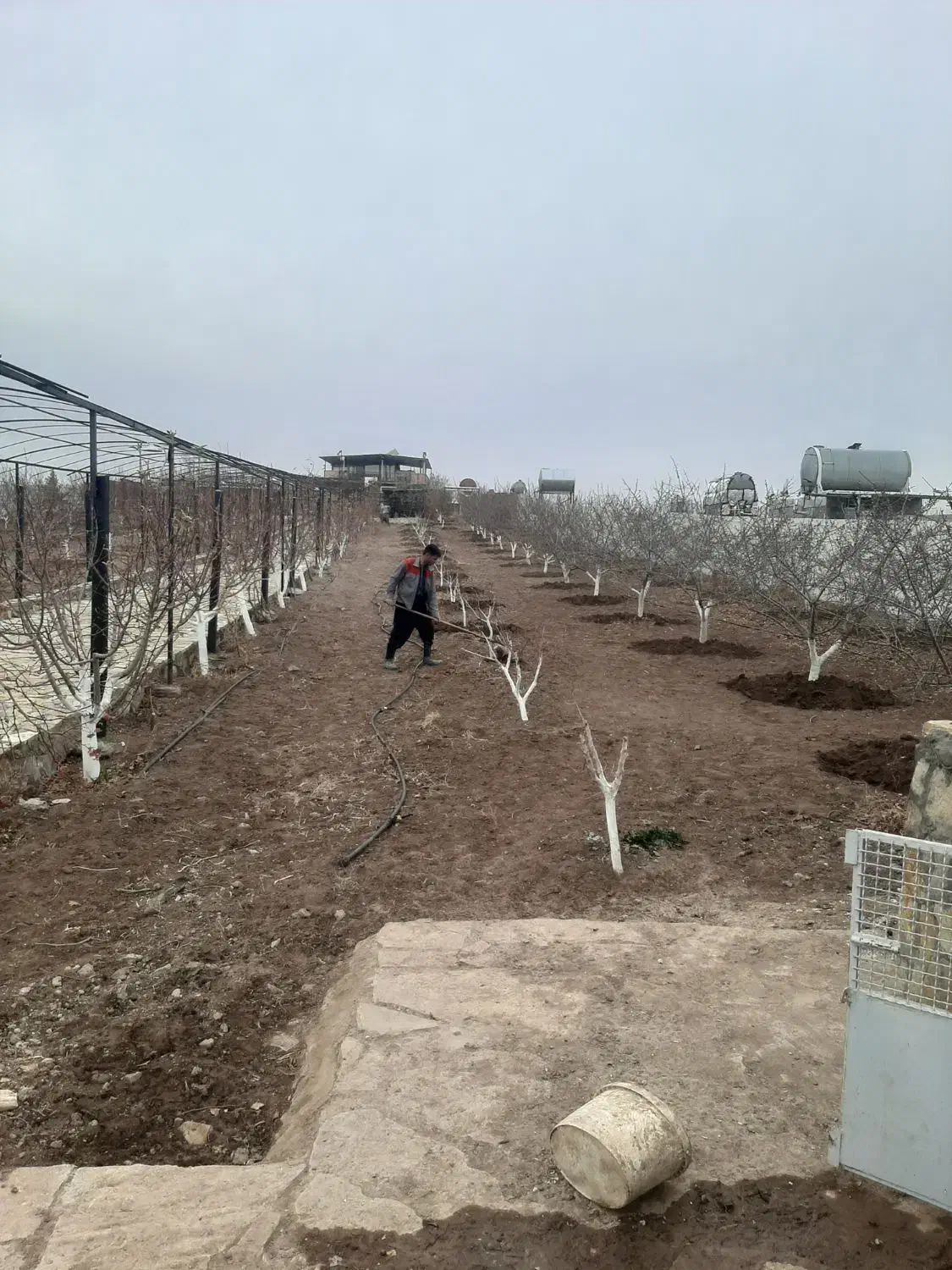 باغبانی کاشت نهال|خدمات باغبانی و درختکاری|قزوین, |دیوار