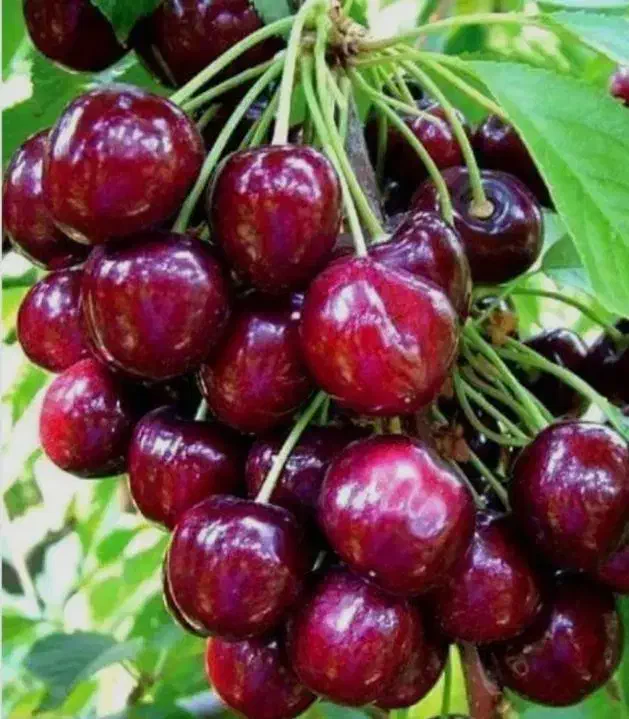 آلبالوبوترمو پیوندی هاوین نهال|خدمات باغبانی و درختکاری|قائم‌شهر, |دیوار